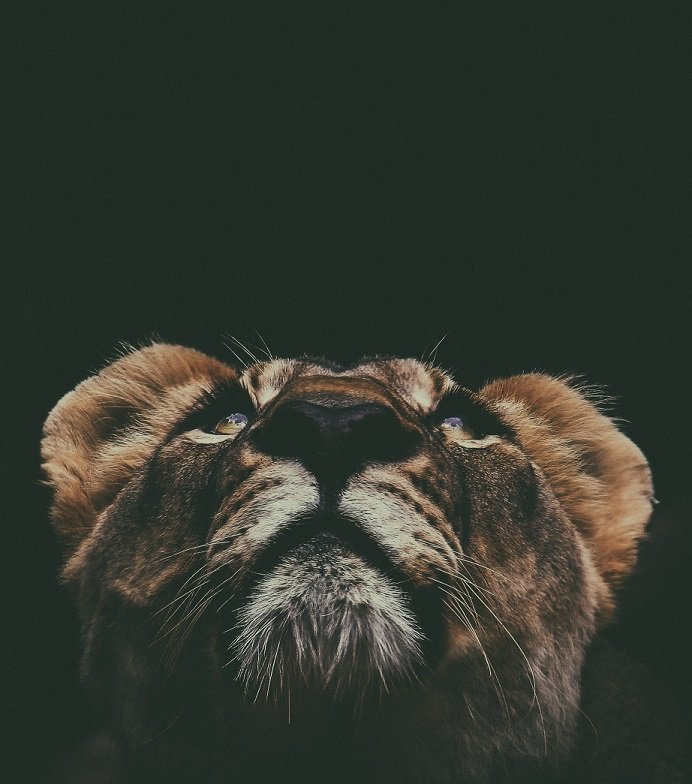 Leo New Moon