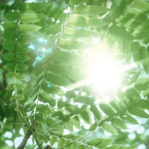 light in leaves